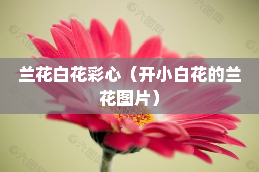 兰花白花彩心（开小白花的兰花图片）