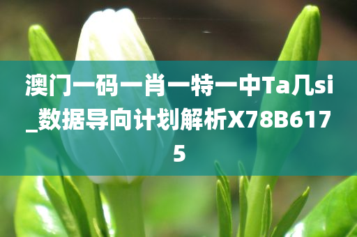 澳门一码一肖一特一中Ta几si_数据导向计划解析X78B6175