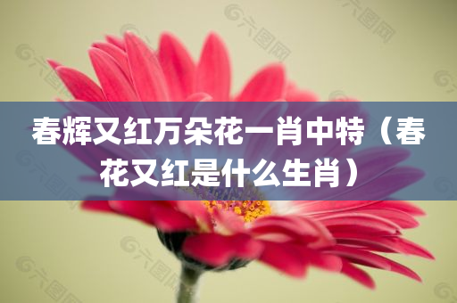 春辉又红万朵花一肖中特（春花又红是什么生肖）