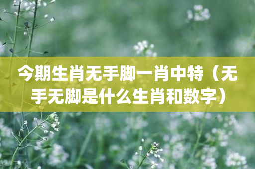 今期生肖无手脚一肖中特（无手无脚是什么生肖和数字）