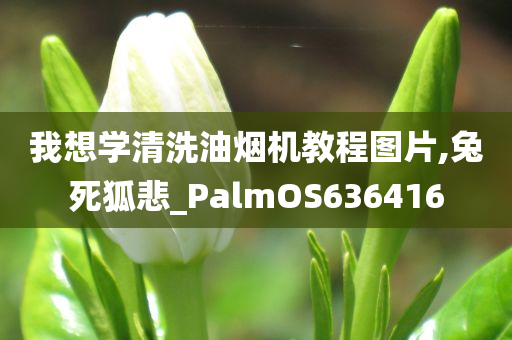 我想学清洗油烟机教程图片,兔死狐悲_PalmOS636416